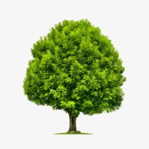 Ash Tree - Stock Tree