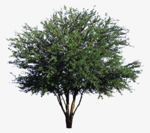 Live Oak - Mexican Pinyon
