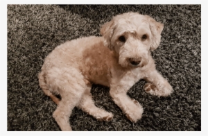 Jano Is A 3 Year Old, Neutered Male Poodle Mix - Goldendoodle