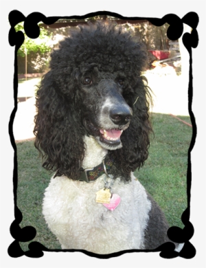 Parti Poodles In Chico California Sire - Poodle