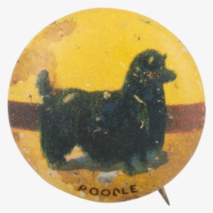 Poodle - Afghan Hound