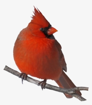 19 Cute Cardinal Clip Transparent Stock Huge Freebie - Northern Cardinal Transparent Background