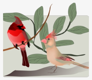 Songbird Northern Cardinal Hummingbird