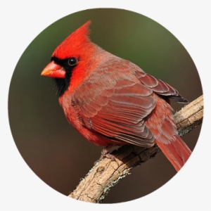 Northern Cardinal 1 - Northern Cardinal