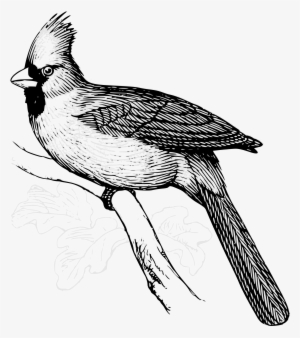 This Free Icons Png Design Of Cardinal Bird Line Art