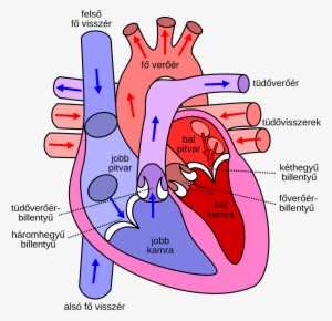 Open - Human Heart