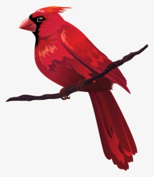 Bird Euclidean Vector Red Clip Art - Cardinal Cartoon On Branch