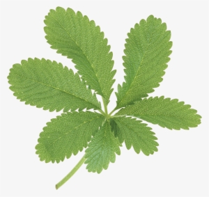 Large Green Leaves - Clip Art