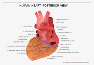 This Free Icons Png Design Of Human Heart Posterior