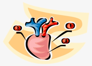 Human Heart Royalty Free Vector Clip Art Illustration