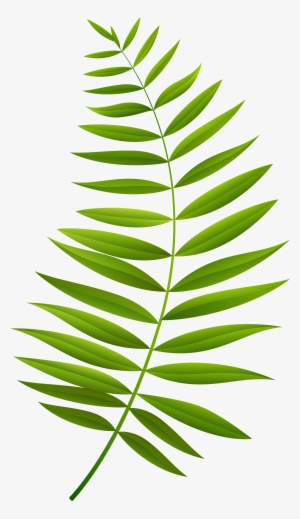 Palm Branch Png
