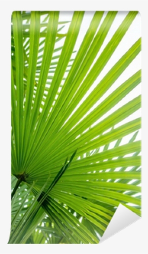 Palm Branch On A White Background Wall Mural • Pixers®