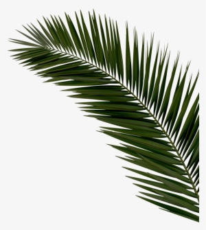 Right Palms Top Reduex - Society6 Palm Leaf Black & White Ii Soft Throw