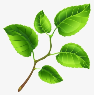 Spring Branch Png Clip Art Image