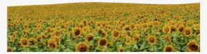 Flower Field Png - Sunflowers Png