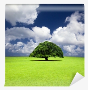 Single Old Tree On The Grass Field Wall Mural • Pixers® - Climate Change: Biological And Human Aspects, 2 Ed.