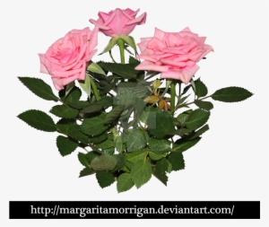 Go To Image - Floribunda