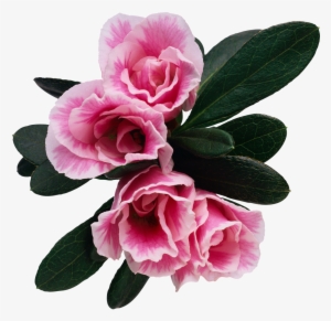 Flower Floral Rosebush - (16+)синдром Пустого Гнезда. Роман