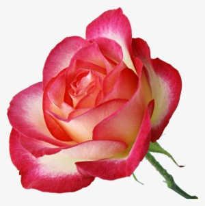 Rosa Rosada Linda - تصاويري از زيباترين گلهاي جهان