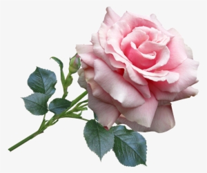 Rose, Pink, Garden, Flower - Flower