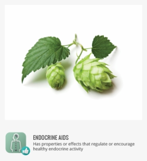 Tags - - Cooking With Belgian Beers: Great Recipes Flavoured