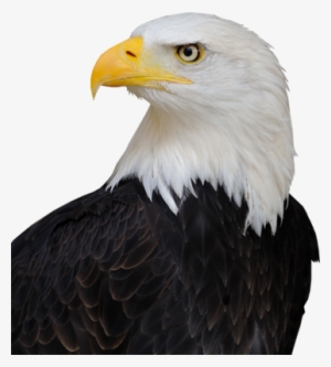 Bald Eagle Psd - Bald Eagle Trump Hair