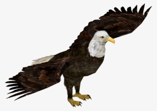 Bald Eagle - Wedge Tailed Eagle Transparent