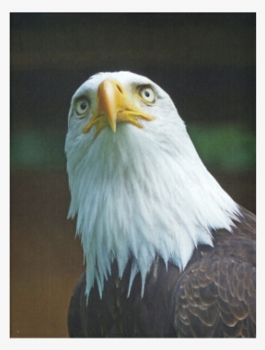 American Bald Eagle Head 001 01 Cotton Linen Wall Tapestry - Amerikanischer Weißkopfseeadler-kopf Karte