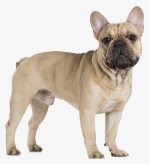 The French Bulldog Is A Small, Hefty Breed - French Bulldog Png File