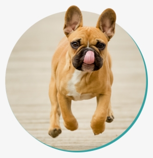 Picture - French Bulldog