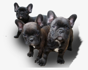 On March 10, 2004 I Traveled To Missouri To Get My - French Bulldog