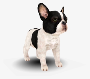 Download Zip Archive - French Bulldog