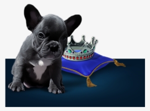 Happy Healthy Blue French Bulldog Puppies - Girl Who Wanted To Become A Princess
