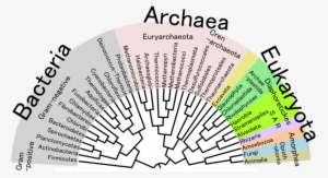 Tree Of Life - Phylogenetic Tree Of Life