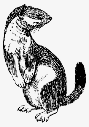 Png Library Library Stoat Big Image Png - Clip Art