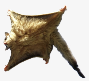 Flying Squirrel Png - Southern Flying Squirrel Png