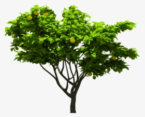 Tree Png Download - Tree
