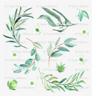 Eucalyptus Sprigs - Gum Trees