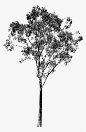 Eucalyptus Tree Drawing At Getdrawings - Eucalyptus Gum Tree Png