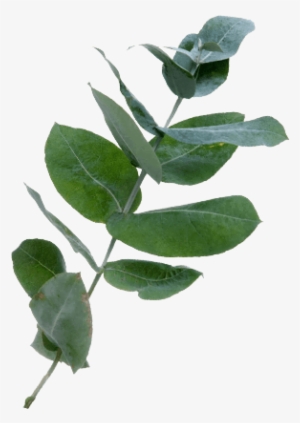 Eucalyptus Leaf Oil - Lampe Berger Fragrance - Fresh Eucalyptus