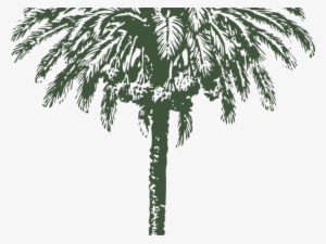 Date Palm Clipart Big - Date Palm Tree Drawing