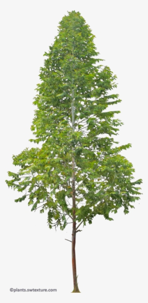 Eucalyptus Deglupta - Transparent Background Tree Png