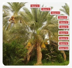 Distribution Of Fronds Rows On Date Palm Tree - Date Palm Growth Researchgate