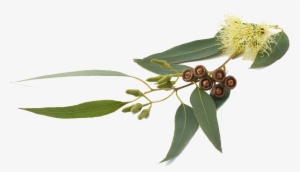 Organic Eucalyptus - Eucalyptus Globulus