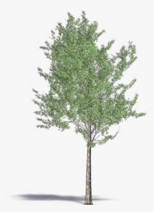 Low Poly Tree Model C4d