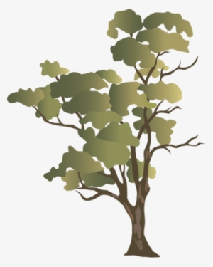Ian Symbol Eucalyptus Camaldulensis - Gum Tree Eucalyptus Png