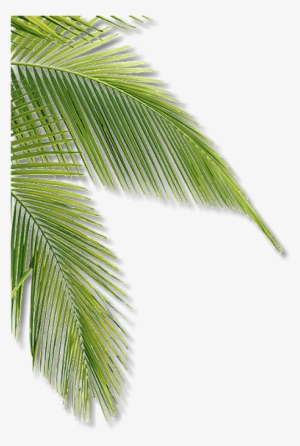 Enter Name - Attalea Speciosa