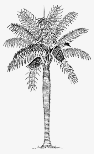 Grugru Palm, Macaw Palm, Palm, Plant, Prickly Palm - 1s Tee Prickly Palm