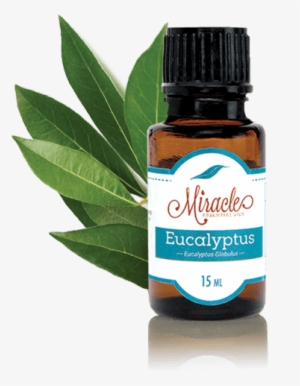 store eucalyptus miracle essential oils - immunity essential oil blend - miracle essential oils