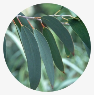Rising Demand For Eucalyptus Oil - Eucalyptus Tree Leaf